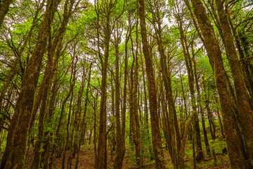 Obraz na płótnie Canvas Evergreen tropical rainforest where trees covered with moss in Binsar, Uttrakhand, india