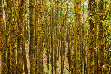 Fototapeta na wymiar Evergreen tropical rainforest where trees covered with moss in Binsar, Uttrakhand, india
