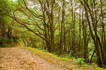 Evergreen tropical rainforest where trees covered with moss in Binsar, Uttrakhand, india