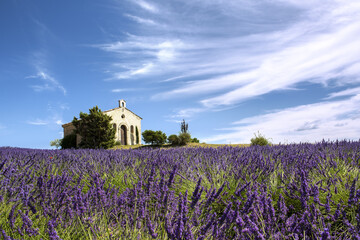 Fototapeta na wymiar Chapelle dans la lavande à Valensole en Provence France