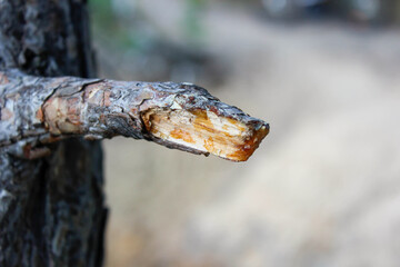 Broken thin pine branch close-up in the summer in the forest.
