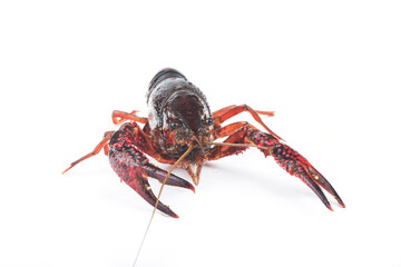 Fresh crayfish on white background