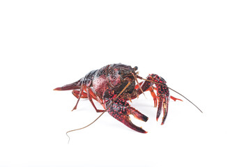 Fresh crayfish on white background