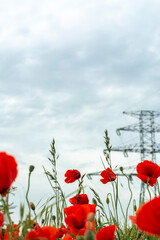 Field of bright red poppies and wheat on a sunny day. High voltage power lines in the background