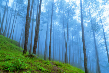 Beautiful view of Foggy pine forest at himalaya range, Almora, Ranikhet, Uttarakhand, India.