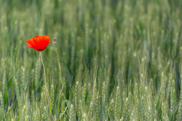 Field of bright red poppies and wheat on a sunny day.