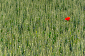 Field of bright red poppy and wheat on a sunny day