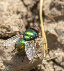 Close up details of flies.Fly on leaf