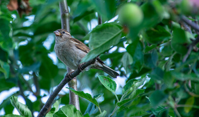 Sparrow sitting on a branch. The house sparrow. Domestic sparrow bird perching