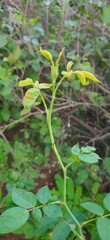 green leaves in the garden