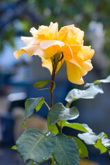 Blooming beautiful roses "Louis de Funes " after rain