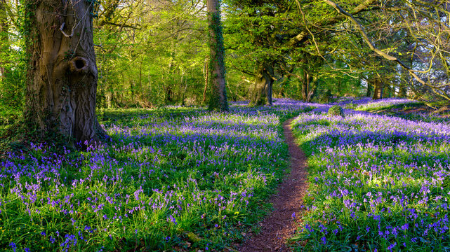 Evening sunlight on bluebells in the woods, near Lovedean, Hampshire, UK