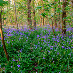 Bluebells in a Hampshire wood