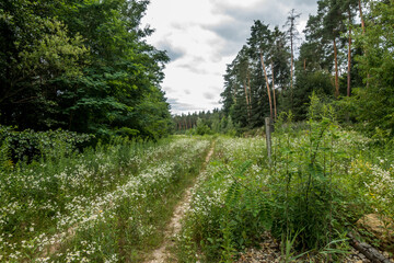 Obraz premium Waldweg