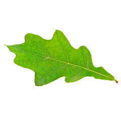 Green leaf of oak isolated on a white background.