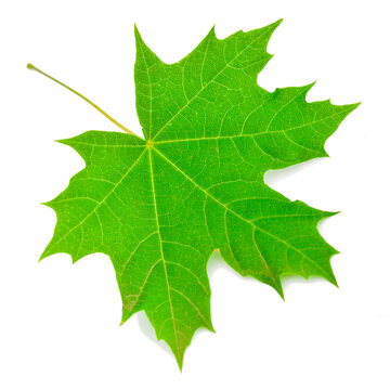 Maple green leaf isolated on a white background.
