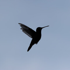 Backlit hummingbird