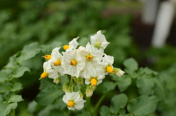 potato flowers in the garden.