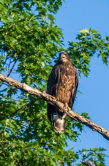 Portrait of a juvenile bald eagle sitting on a branch
