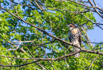 Red tailed hawk sitting on a branch