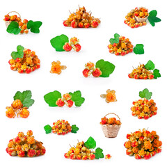 Collection of cloudberries isolated on a white background.
