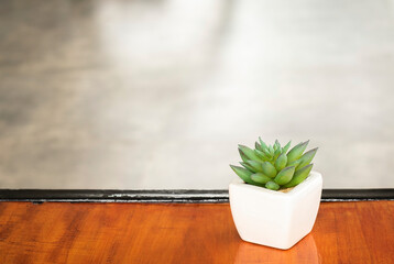 A cactus in a pot on a dark brown wooden table