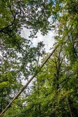 Sturmschäden im Wald