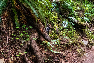 Trees and roots along a forested hiking path