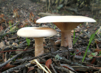 A pair of mushrooms in the meadow grows in the Extremaduran countryside
