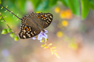 Lemon Pansy butterfly on purple flower.