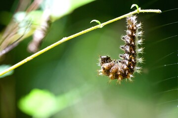 Chenille bientôt papillon