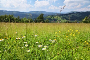 Wildflowers in Europe