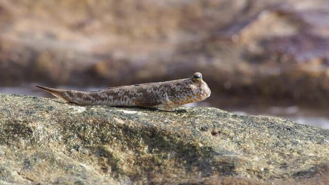 Gold-spotted Mudskipper - Periophthalmus chrysospilos in Bako National Park, Borneo, Malaysia