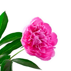 Pink peony flower (Paeonia lactiflora) isolated on a white background.