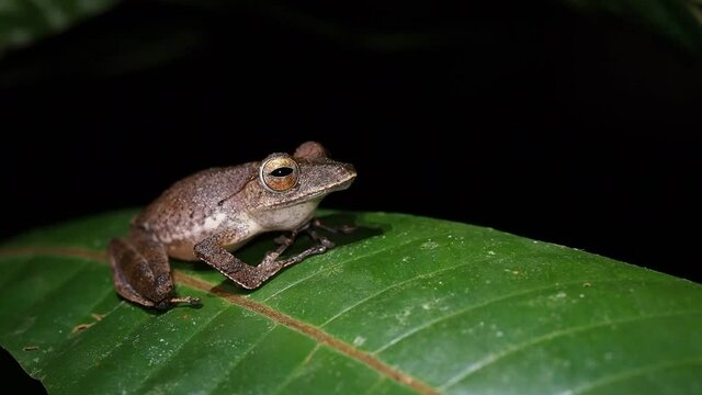 Collett&rsquo;s Tree Frog - Polypedates colletti in Bako national park, Borneo, Malaysia