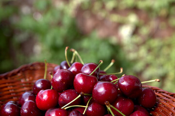 
cherries , fresh, colorful, crunchy, delicious