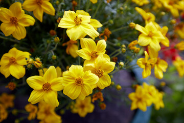 blooming yellow fresh flowers spring
