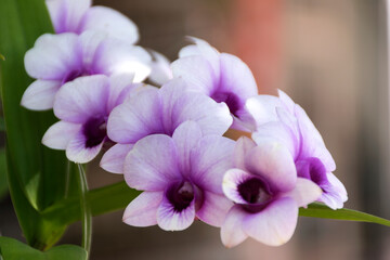 Landscape image of many purple orchid flowers