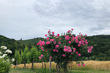 beautiful blooming rosebush outdoor summer