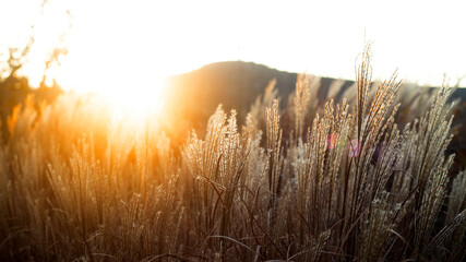 Textural autumn fluffy spikelets in light yellow and brown colours in sunset light.