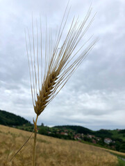 wheat corn grain ripe macro