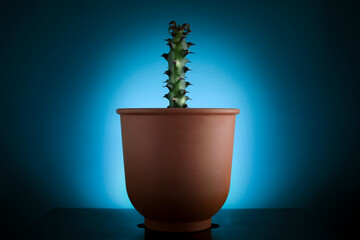 cactus in clay pot