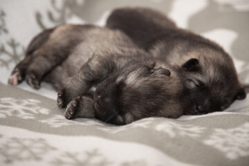 Obraz premium Two keeshond puppies at the age of one week are sleeping on a white blanket