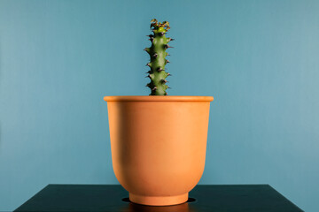 cactus in clay pot