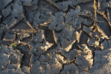 Dried mud after rain, cracks in the ground