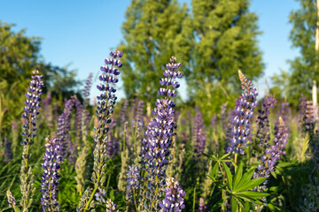 Blue Lupin flowers in the field