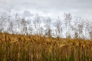 wheat field fragile seeds sky