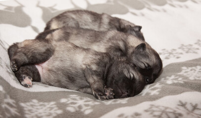 Three keeshond puppies at the age of one week are sleeping on a white blanket