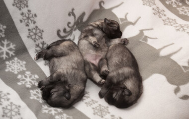 Three keeshond puppies at the age of one week are sleeping on a white blanket