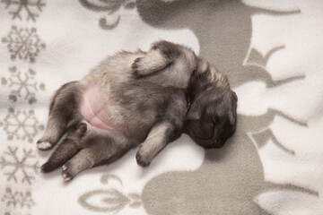 Keeshond puppy at the age of one week is sleeping on a white blanket